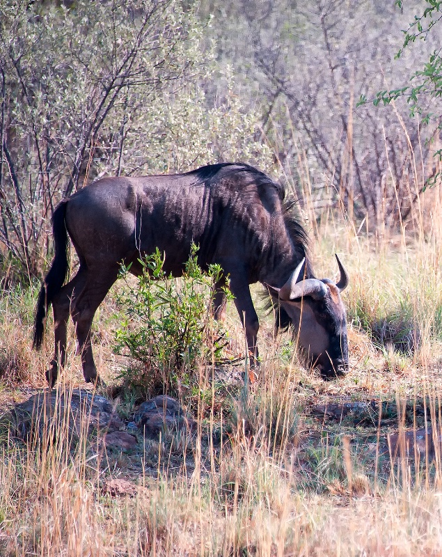 Wildebeest,  Pilanesberg Reserve - ID: 15025666 © Mike Keppell