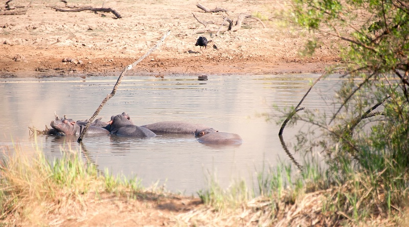 Hippopotamus, Pilanesberg Reserve - ID: 15025667 © Mike Keppell