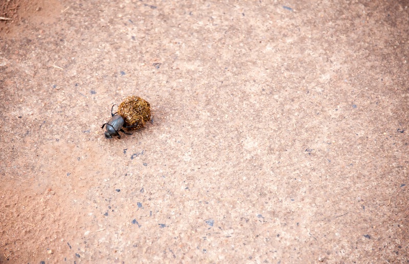 Dung Beetle, Pilanesberg Reserve - ID: 15025669 © Mike Keppell
