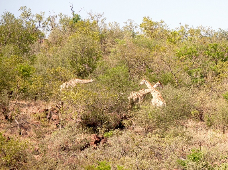 Giraffe, Pilanesberg Reserve - ID: 15025671 © Mike Keppell