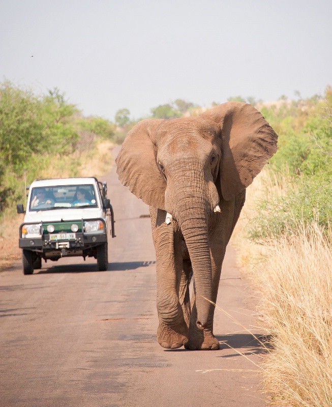 Elephant, Pilanesberg Reserve - ID: 15025672 © Mike Keppell