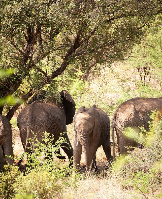 Elephant, Pilanesberg Reserve - ID: 15025674 © Mike Keppell