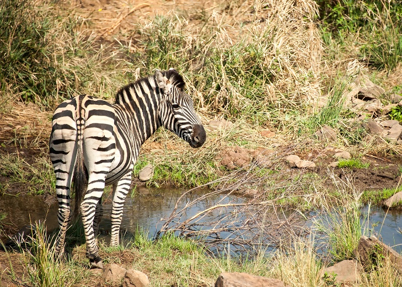 Zebra, Pilanesberg Reserve - ID: 15025678 © Mike Keppell