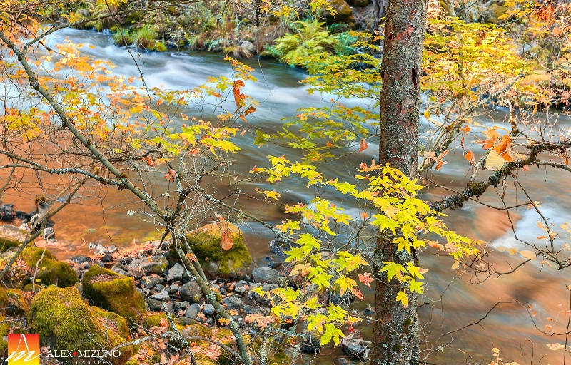 Autumn in Burney Creek