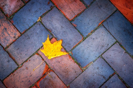 An Autumn Hint