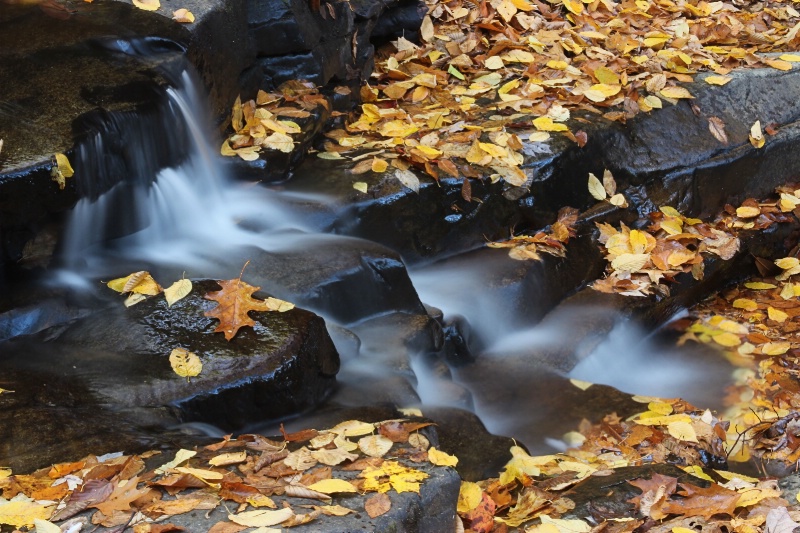 Autumn Stream - ID: 15025829 © Tammy M. Anderson