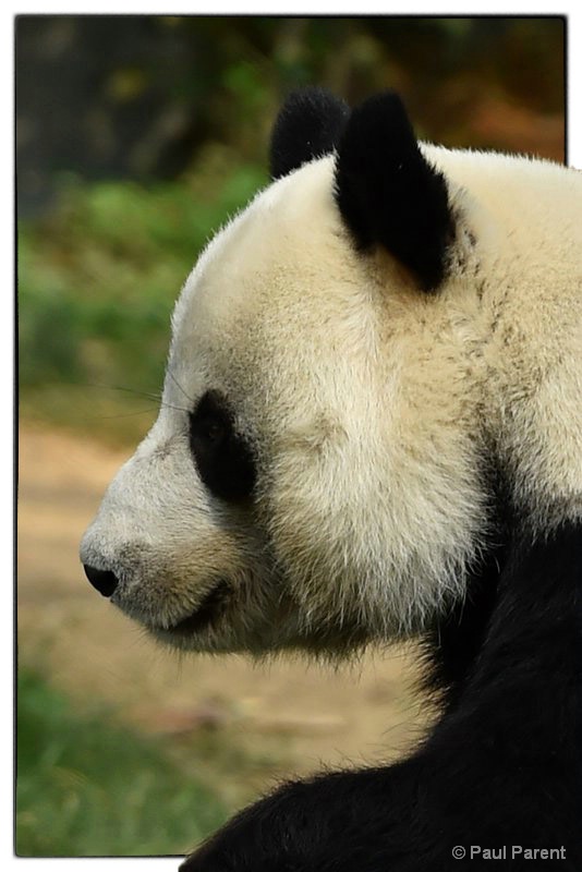 Panda resting - ID: 15026113 © paul parent