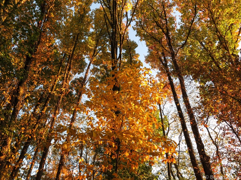 Fall Trees