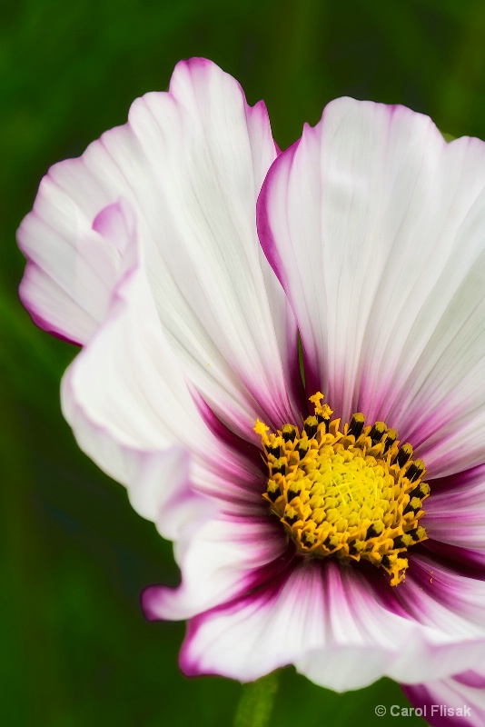 Peppermint Twist Cosmos