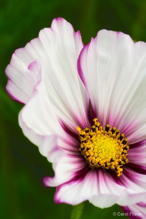 Peppermint Twist Cosmos