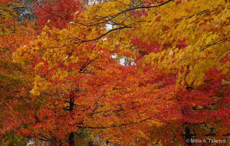October Colors