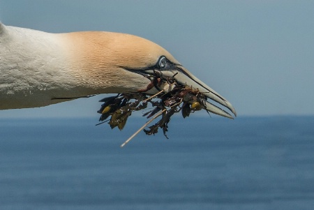 Northern Gannet in Flight with Sea Weed