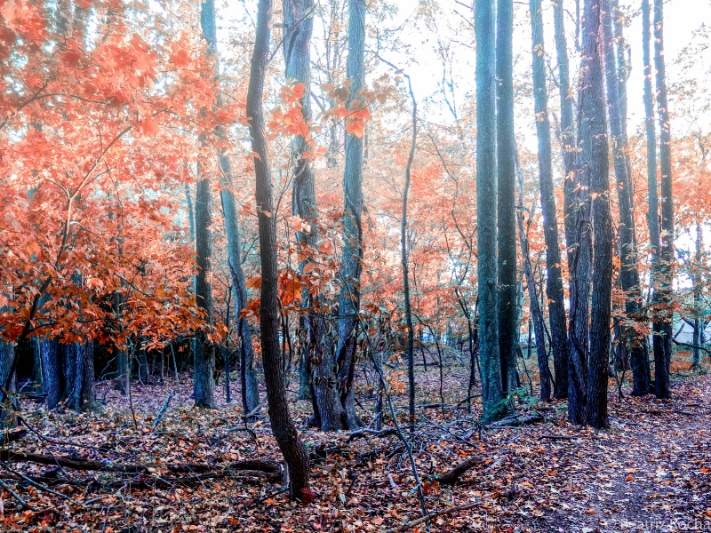 Foggy Trees