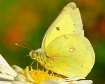 Fall Flutterby