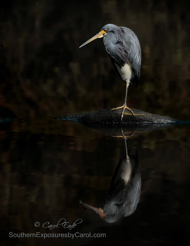 Tricolor  - ID: 15027246 © Carol Eade