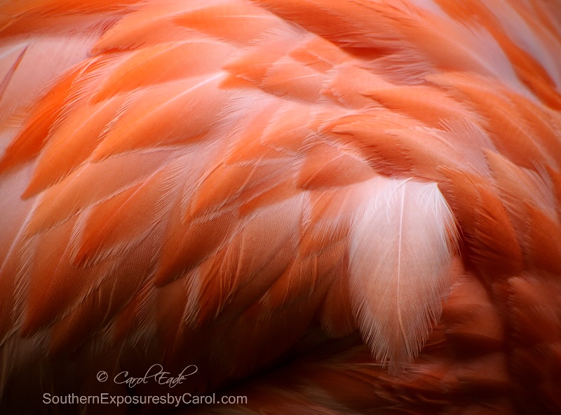 Fine Feathers - ID: 15027247 © Carol Eade