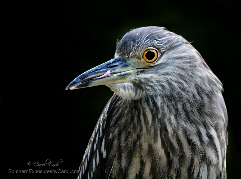 Young Black Crowned Night Heron - ID: 15027251 © Carol Eade