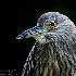 2Young Black Crowned Night Heron - ID: 15027251 © Carol Eade