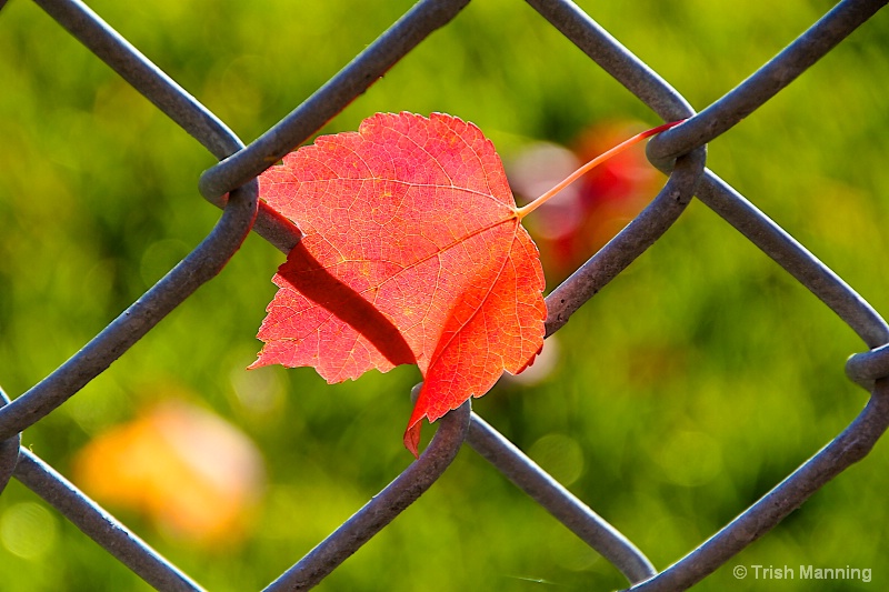 Fall splendor on the fence...