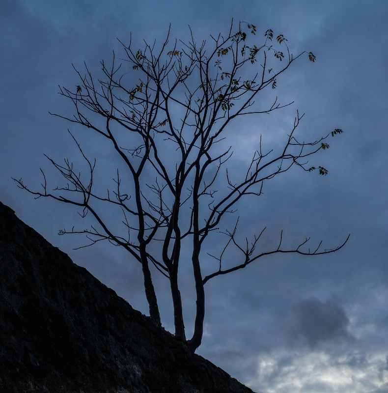 Leafless Silhouette Tree