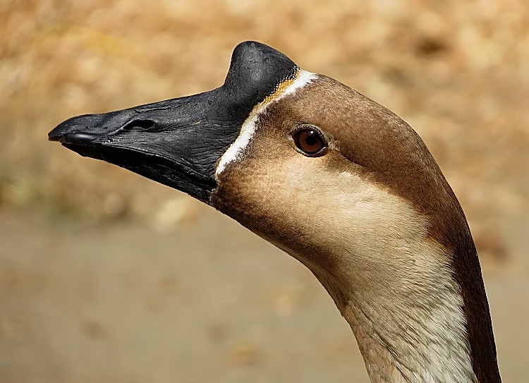 chinese goose