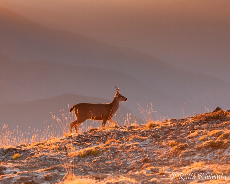 Mule Deer at Sunset