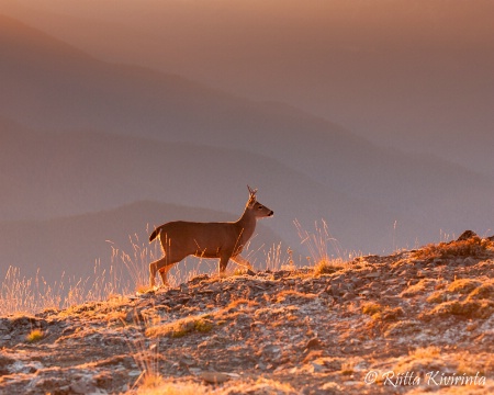 Mule Deer at Sunset