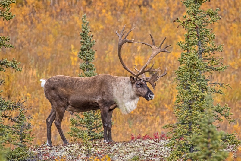 Male Caribou     