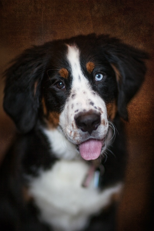 portrait of a pooch