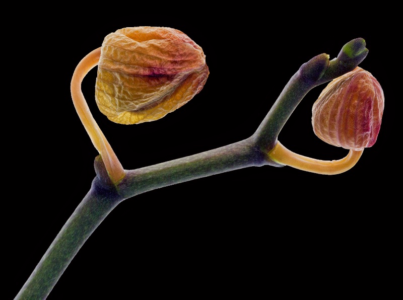 orchid buds - ID: 15027621 © Birthe Gawinski