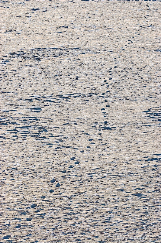 Polar bear tracks - ID: 15027641 © Emile Abbott