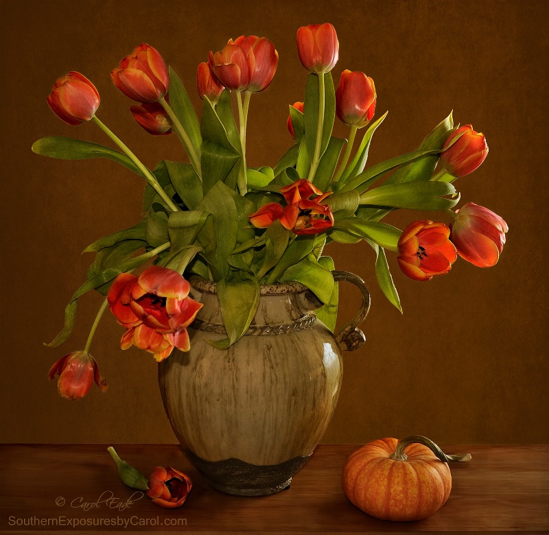 Fall Tulips - ID: 15027648 © Carol Eade