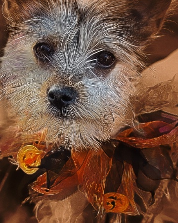 Trick or Treat Puppy