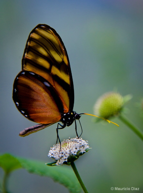 Monarch - ID: 15027952 © Mauricio Diaz