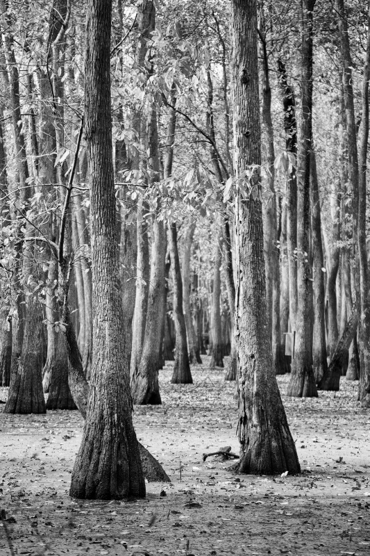 cypress in swamp