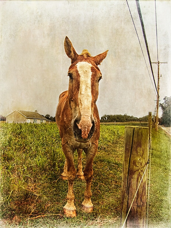 Amish Horse