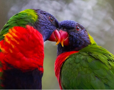 Beak to Beak