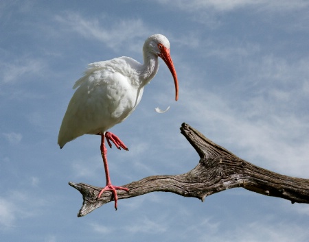 Out on a Limb