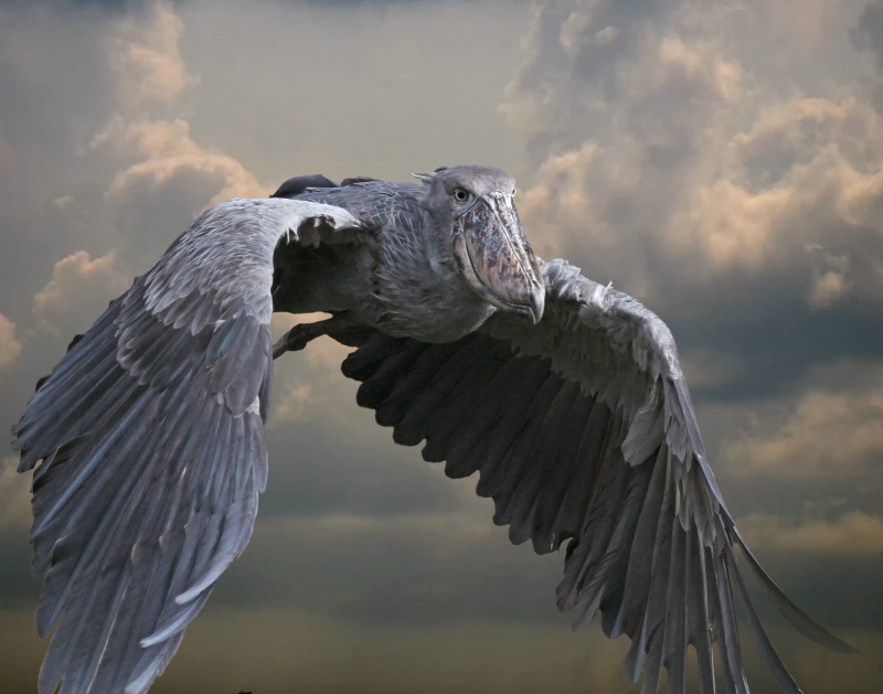 Flight of the Shoebill Stork