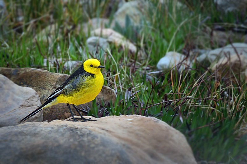 A Deosai Resident