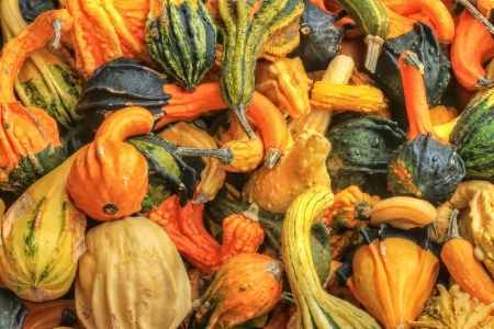 Fall Gourds