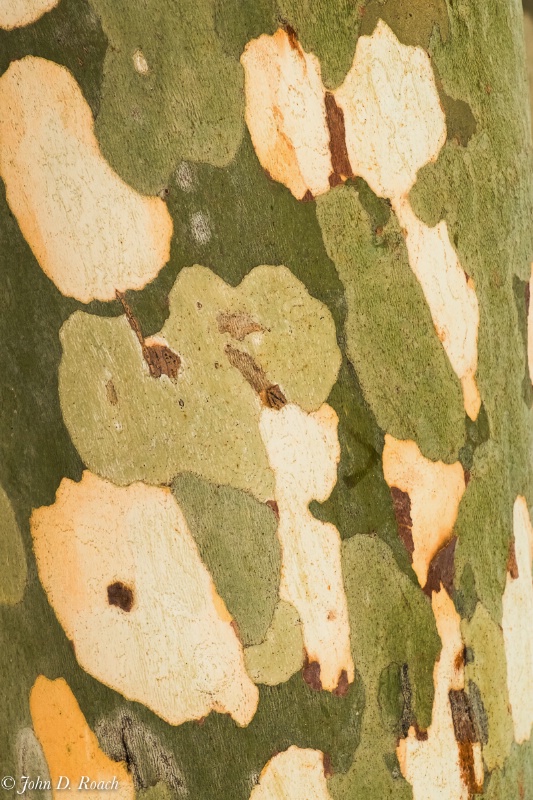 Sycamore - color in patterns