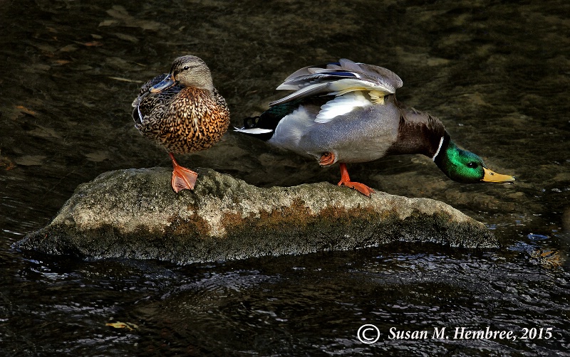 Duck Courtship