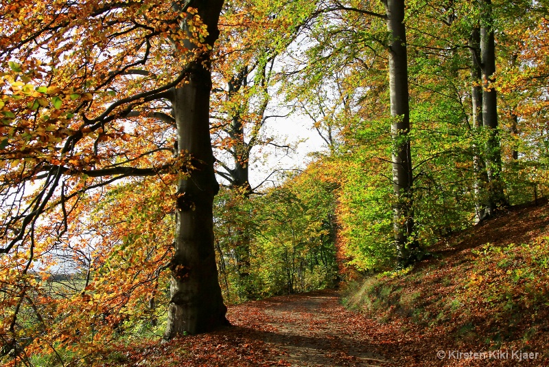 Autumn Forest Path II