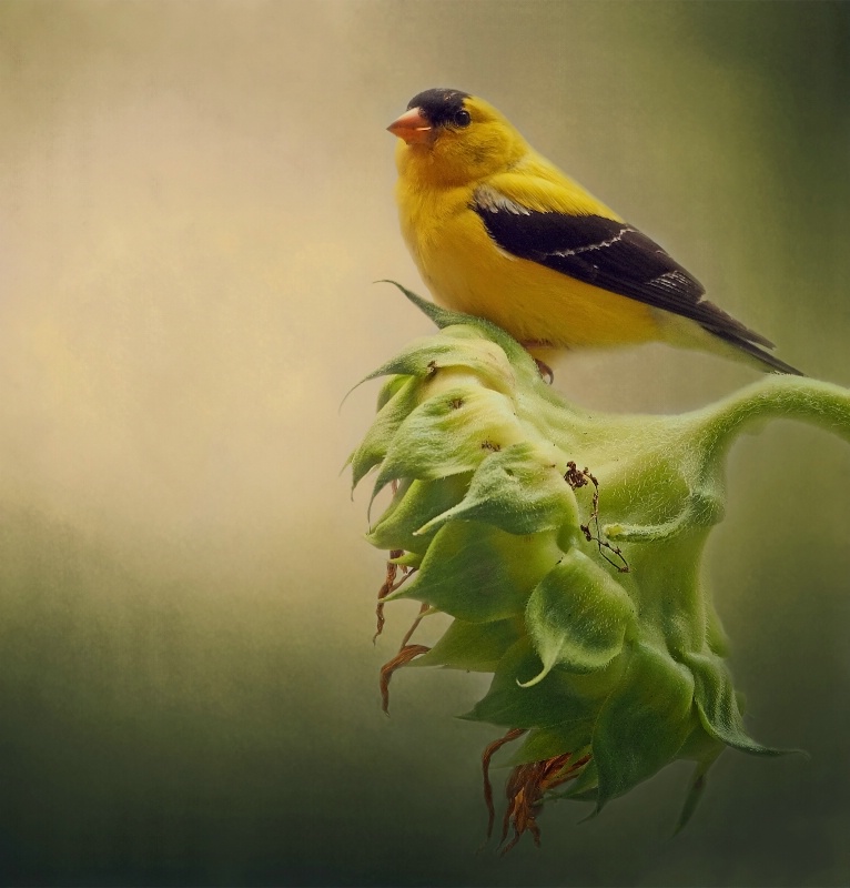 Goldfinch on Sunflower