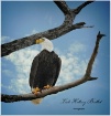 Eagle On Branch