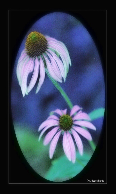 Framed Cone Flowers
