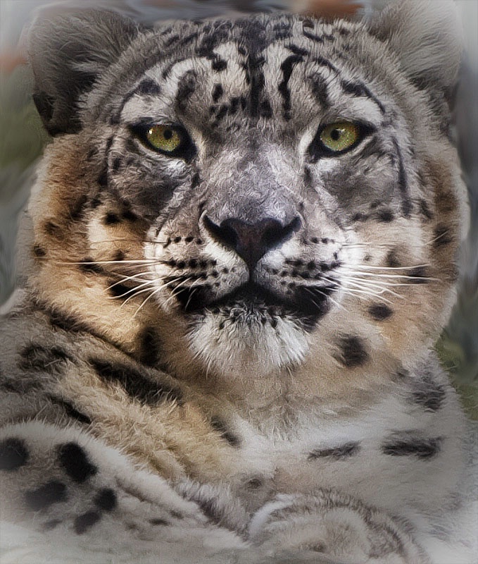 Snow Leopard