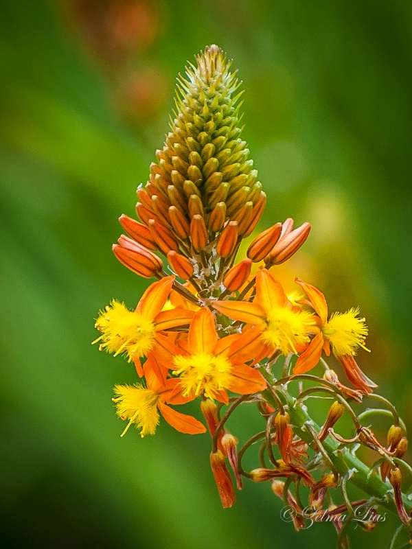 Orange Bulbine