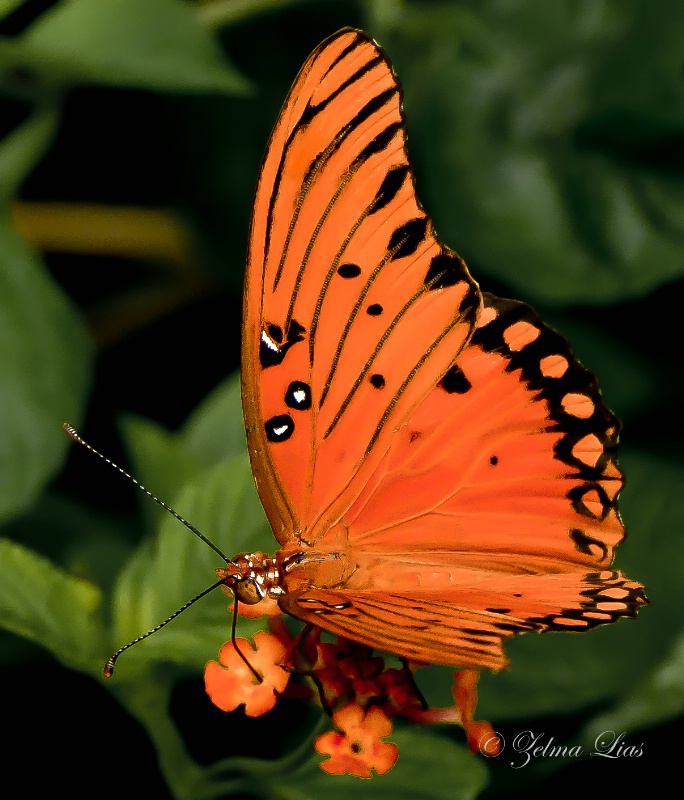 Gulf Fritillary Butterfly